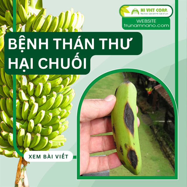 Nhận biết bệnh thán thư trên cây chuối và cách phòng trị