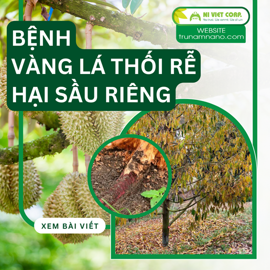 Phòng trị bệnh vàng lá thối rễ hại sầu riêng