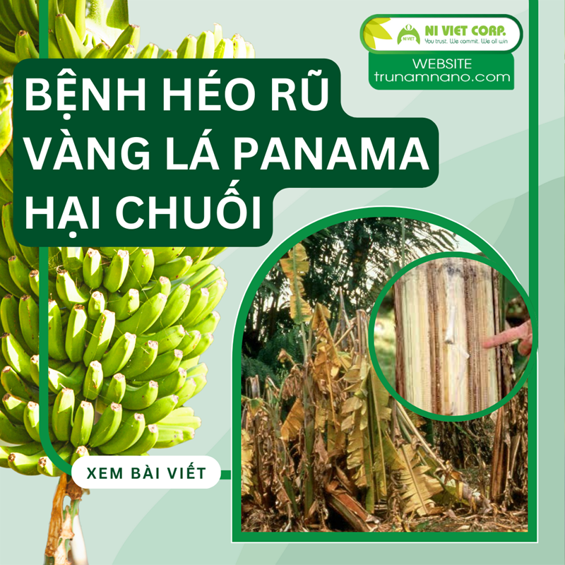 Nhận biết bệnh vàng lá trên cây chuối (panama) và cách phòng trị