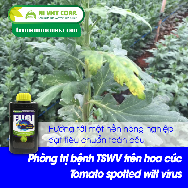 [2019] Nông dân Đà Lạt 'thấm đòn' vì virus gây hại khiến hoa cúc ngã rạp (tomato spotted wilt) & biện pháp phòng tránh