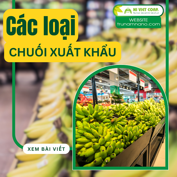 Các loại chuối xuất khẩu phổ biến