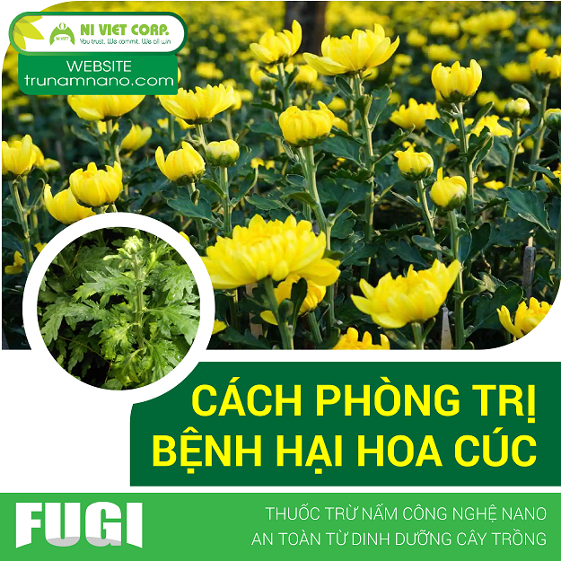 Cách phòng trị các loại bệnh hại hoa cúc an toàn hiệu quả