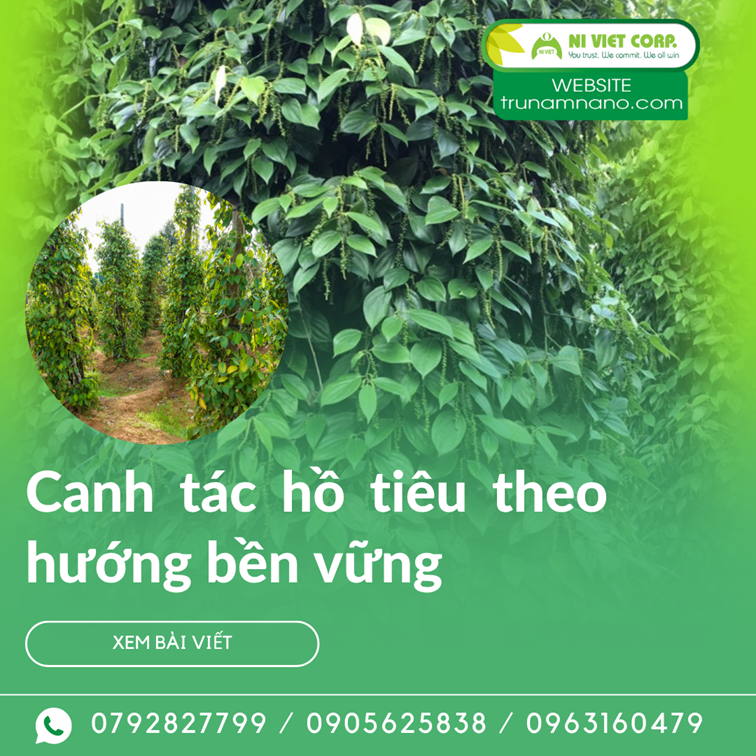 Phương pháp canh tác hồ tiêu theo hướng bền vững