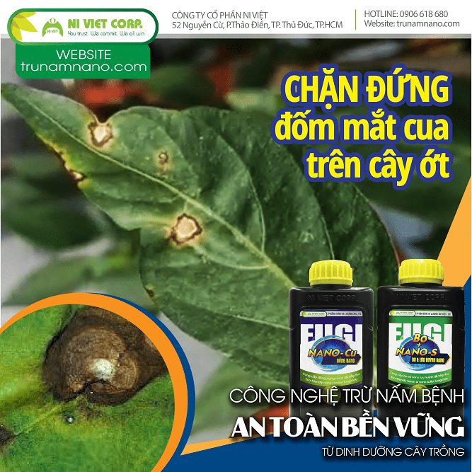 Chặn đứng bệnh đốm lá (đốm mắt cua) hại cây ớt