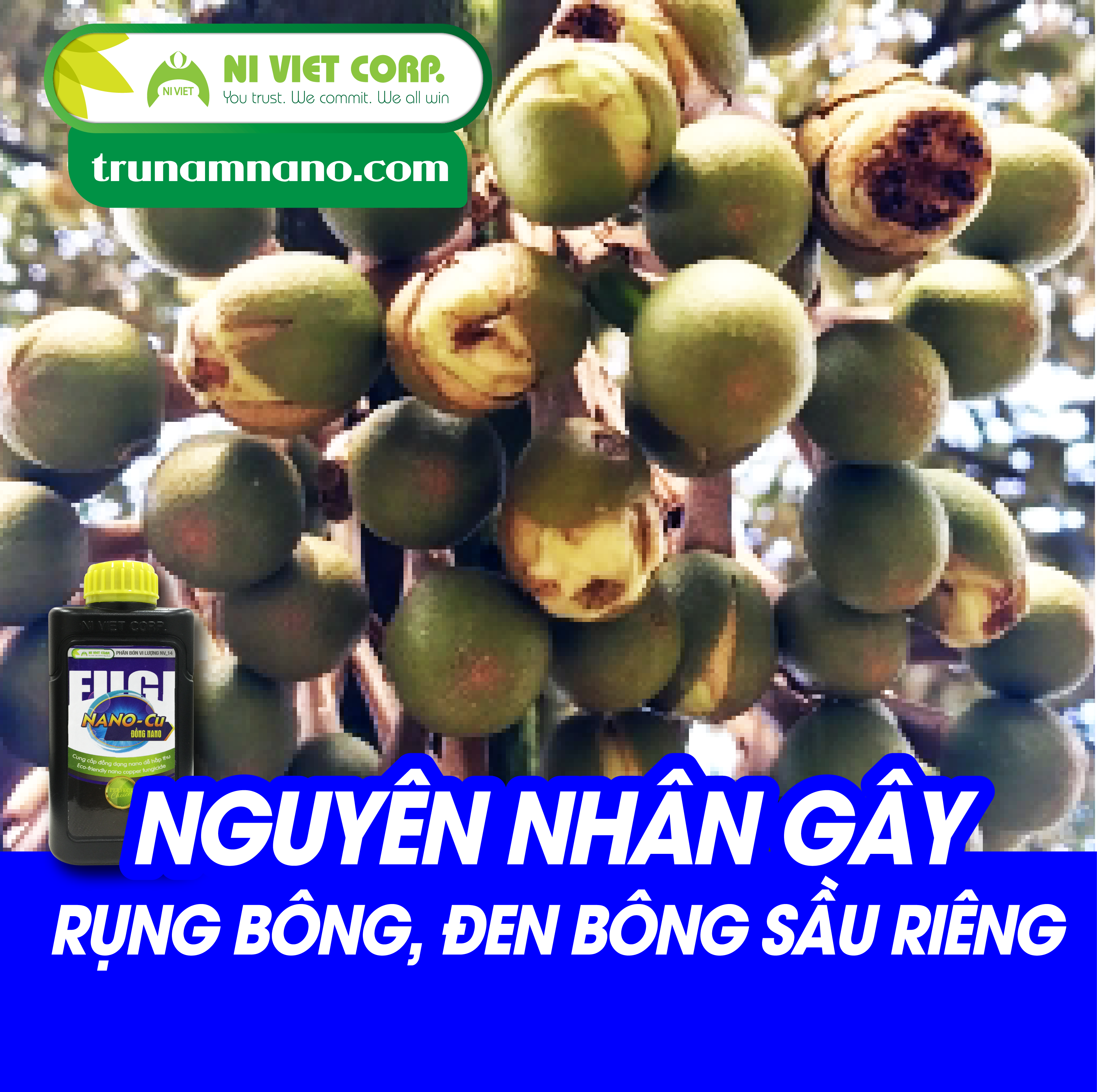 Chỉ rõ chính xác nguyên nhân khiến bông sầu riêng bị rụng và cách khắc phục