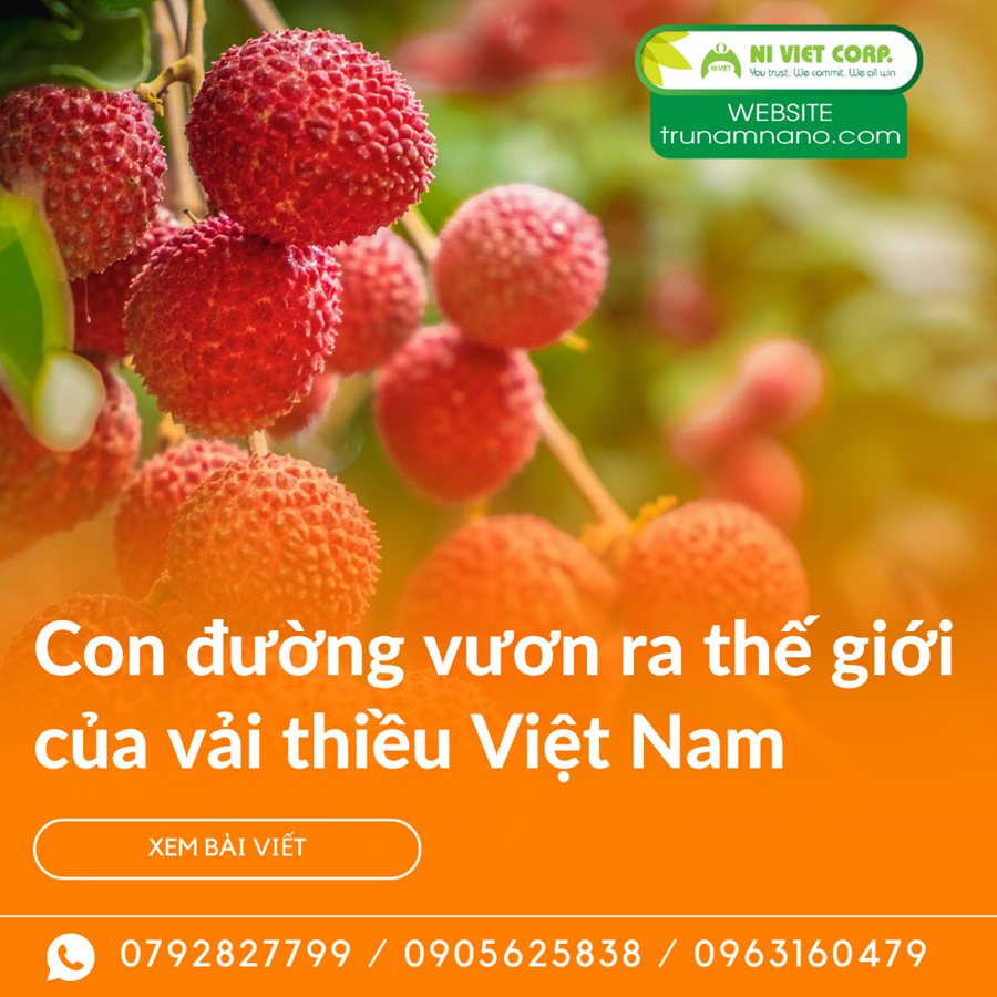 Con đường vươn ra thế giới của thương hiệu vải thiều Việt Nam