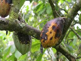 Tổng hợp các loại nấm bệnh trên cây cacao