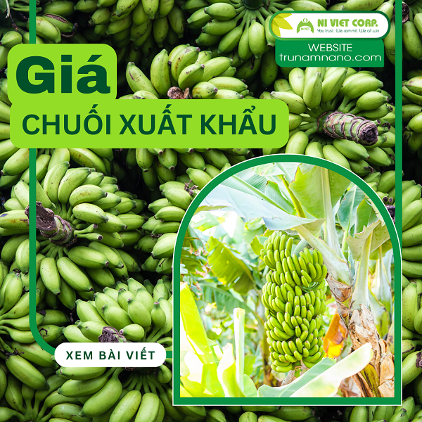 Giá chuối xuất khẩu trong giai đoạn 2020-2023