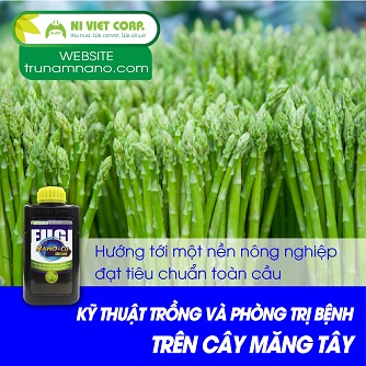 Kỹ thuật trồng cây măng tây theo tiêu chuẩn GLOBAL GAP