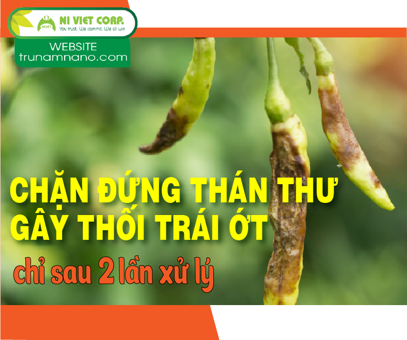 Học hỏi nhà vườn đánh thuốc trị thán thư thối trái ớt 2 lần, vết bệnh khô cong (Gia Lai-2022)