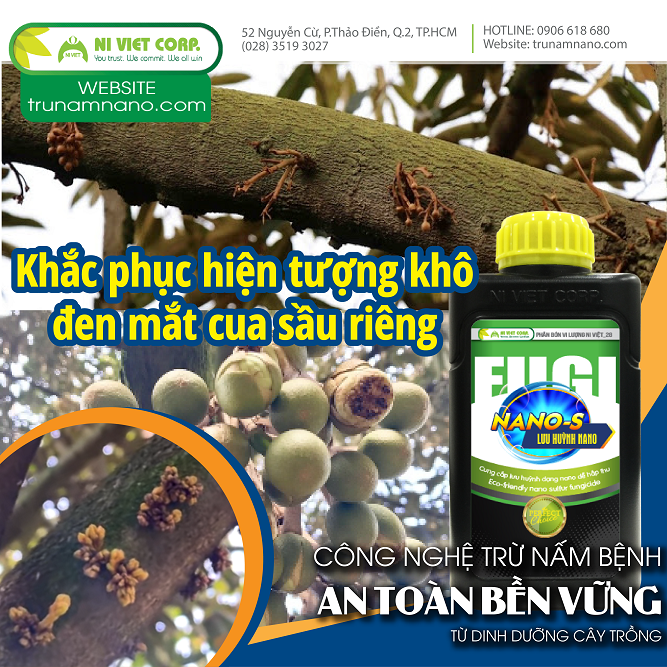 Khắc phục hiện tượng khô đen mắt cua sầu riêng