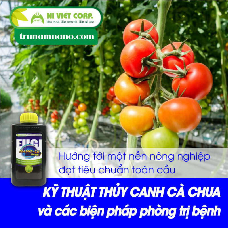 Kỹ thuật trồng thủy canh cà chua