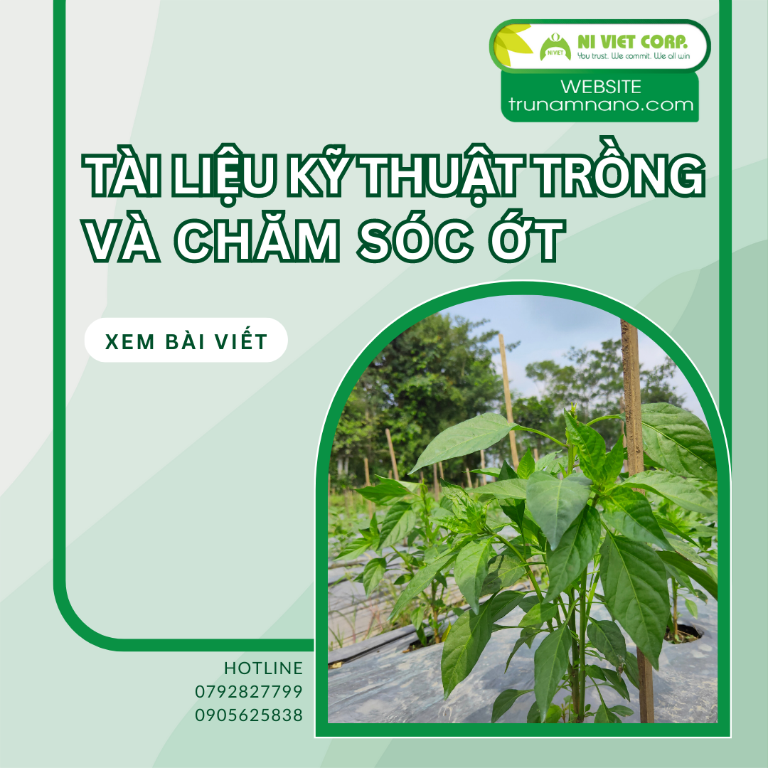 Kỹ thuật trồng và chăm sóc ớt  (phần 2)