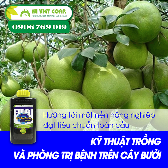 Kỹ thuật trồng và phòng trị bệnh trên cây bưởi theo tiêu chuẩn GLOBAL GAP