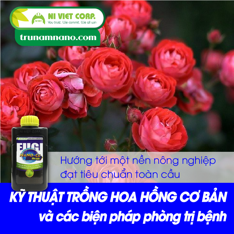 Kỹ thuật trồng và phòng trị bệnh trên cây hoa hồng