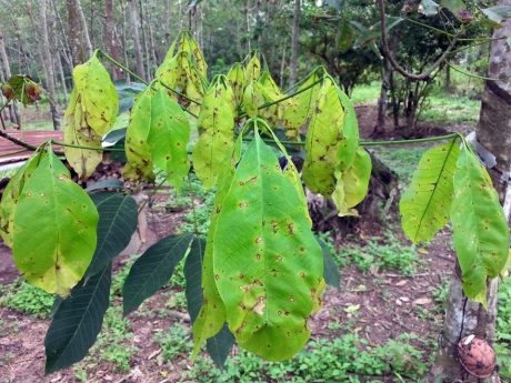 Cảnh báo nấm bệnh hại cây cao su gây rụng lá cao su hàng loạt