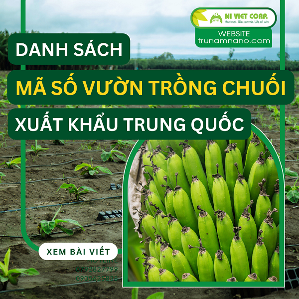 Danh sách mã số vườn trồng chuối xuất khẩu sang thị trường Trung Quốc