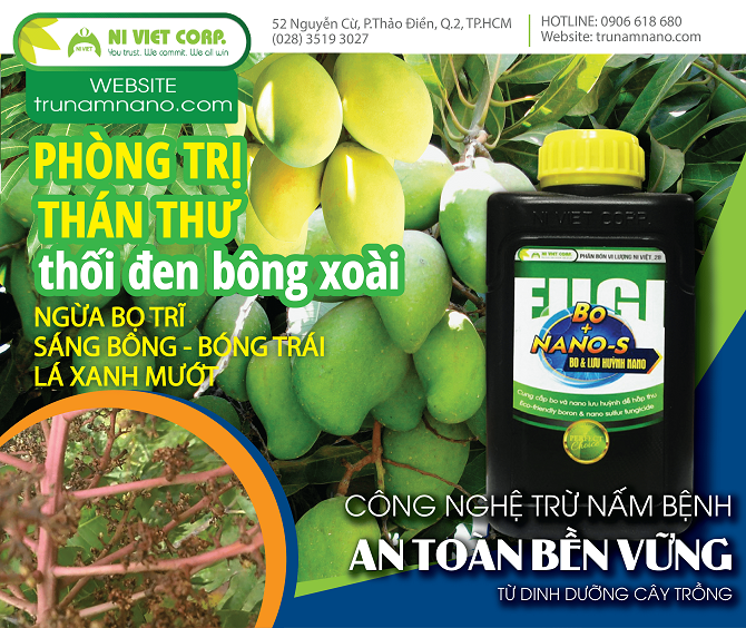 Phòng trị bệnh thán thư, thối đen bông xoài