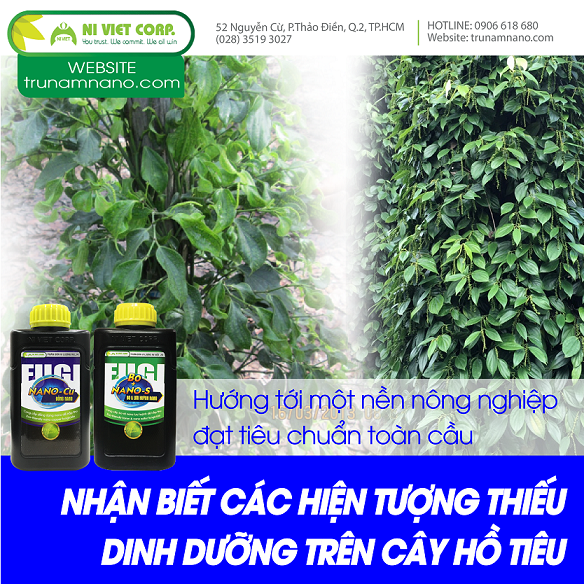 NHẬN BIẾT CÁC HIỆN TƯỢNG THIẾU DINH DƯỠNG TRÊN CÂY HỒ TIÊU