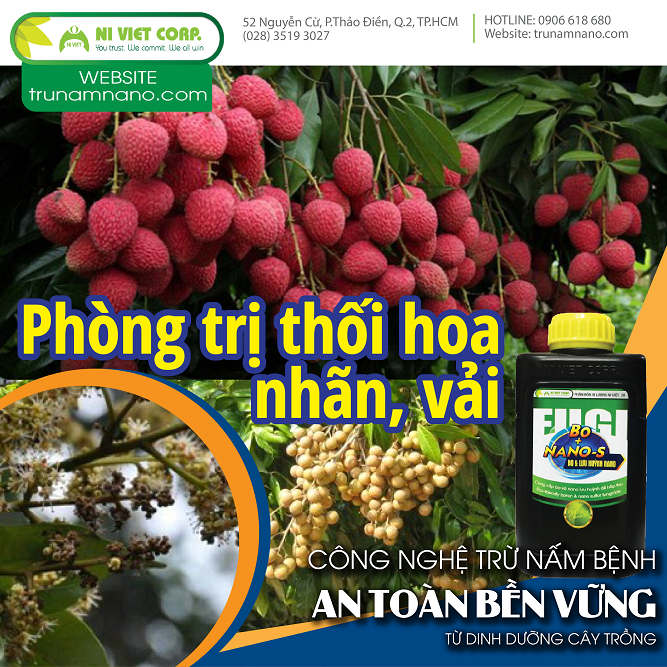 Phòng trị bệnh thối hoa nhãn, vải do nấm thán thư Colletotrichum spp. hiệu quả