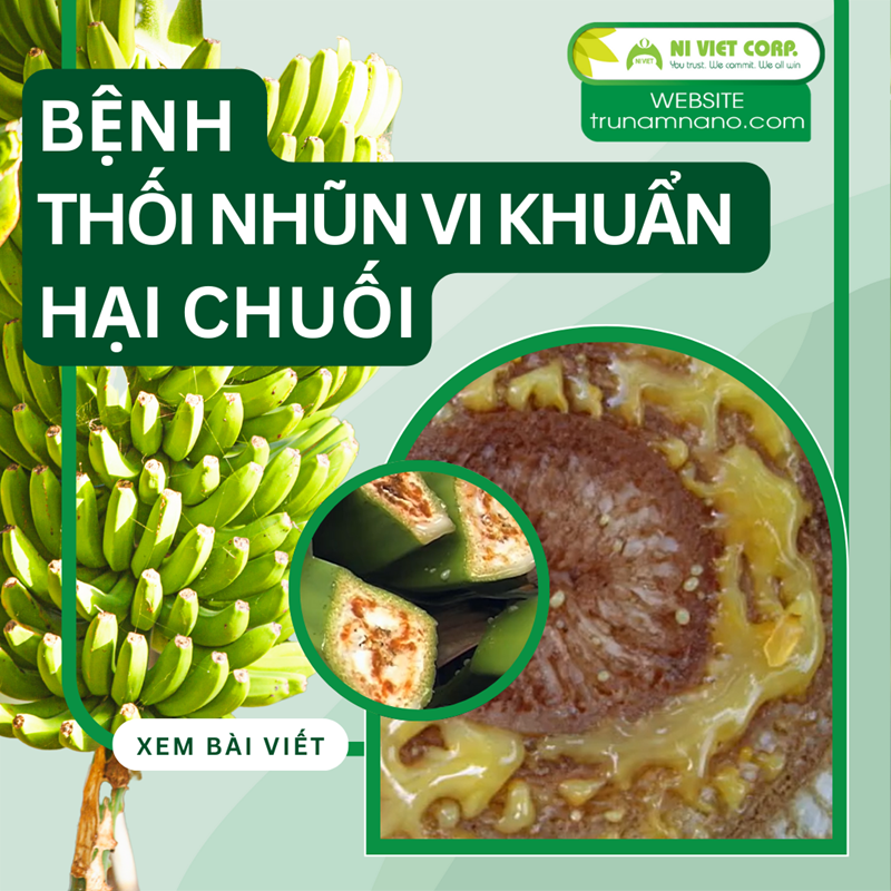 Nhận biết bệnh thối nhũn vi khuẩn trên cây chuối