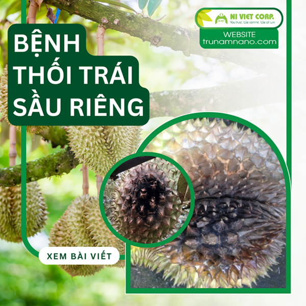Phòng trị bệnh thối trái (nấm trái) sầu riêng