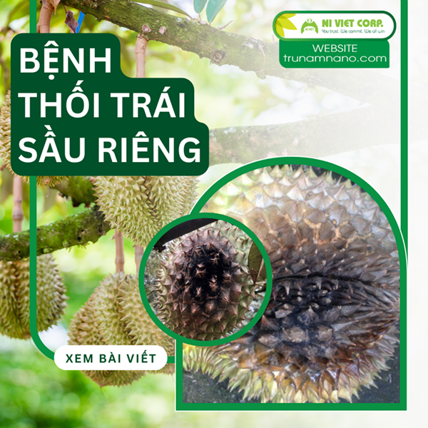 Phòng trị bệnh thối trái sầu riêng