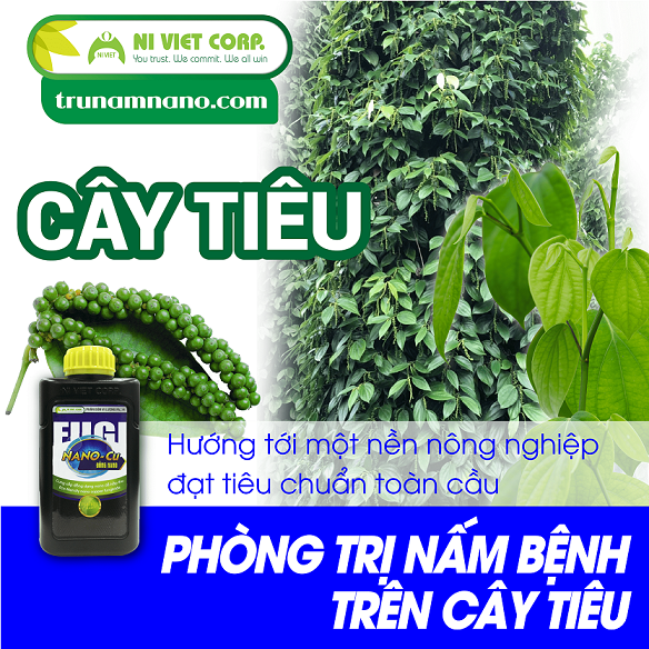 Phòng trị nấm bệnh trên thân và lá cây tiêu hiệu quả và an toàn