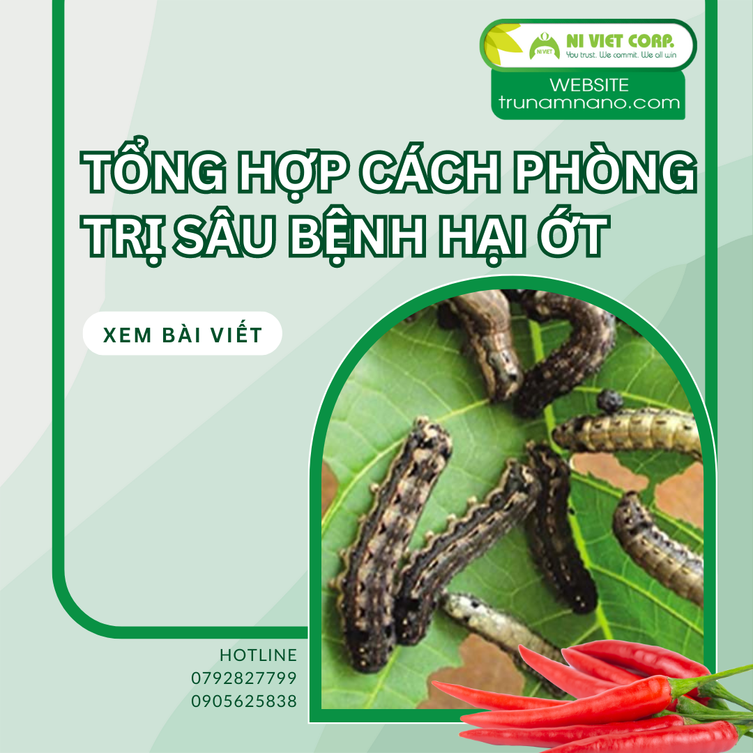 Tổng hợp cách phòng trị sâu bệnh hại ớt