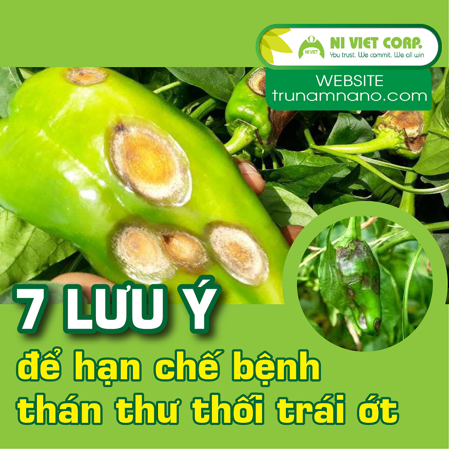 Một số lưu ý để hạn chế sự lây lan của nấm bệnh hại ớt như thán thư, thối trái