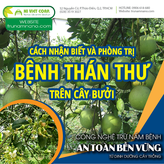 Giải pháp an toàn phòng bệnh thán thư hại cây bưởi