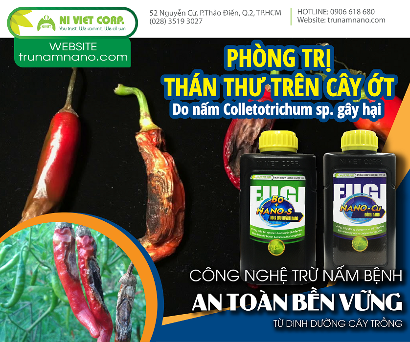 Tìm hiểu về chủng nấm Colletotrichum gây bệnh thán thư trên cây ớt