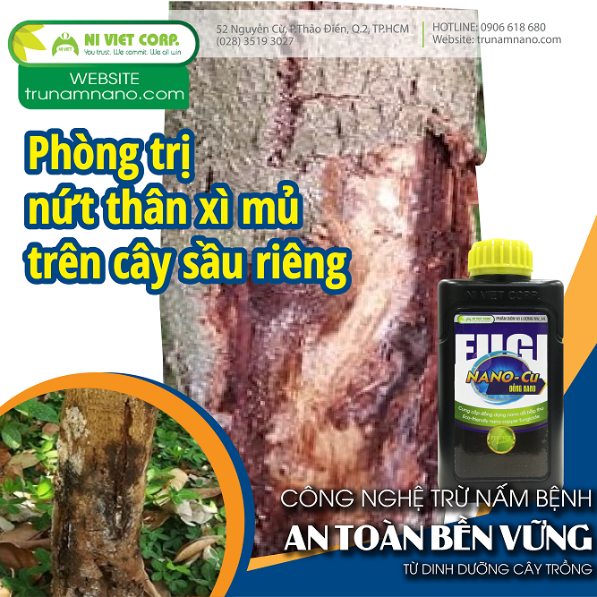 Phương pháp đặc trị bệnh nứt thân xì mủ trên cây sầu riêng nhanh, đơn giản