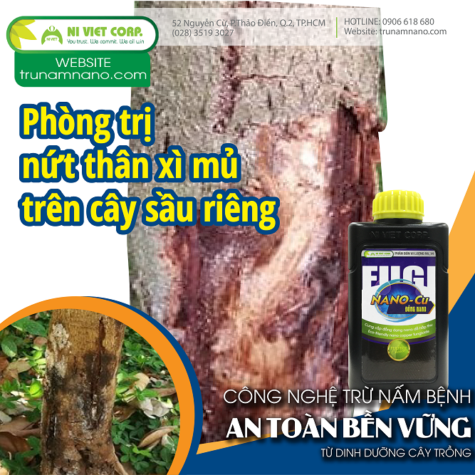 Phương pháp đặc trị bệnh xì mủ trên cây sầu riêng nhanh, đơn giản