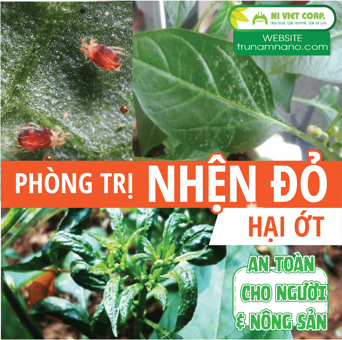 Nhện đỏ hại ớt -Đặc trị nhện đỏ bằng phương pháp sinh học