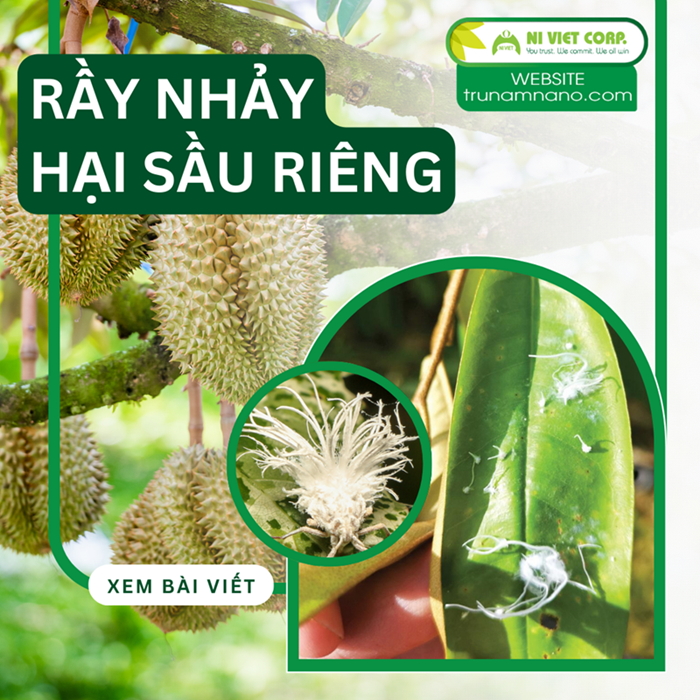 Phòng trị rầy nhảy (rầy phấn) hại sầu riêng