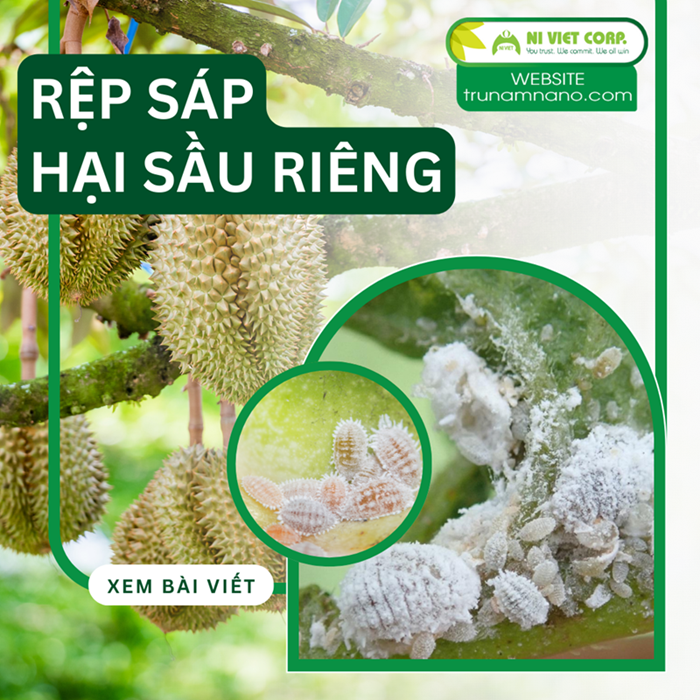 Phòng trị rệp sáp hại sầu riêng