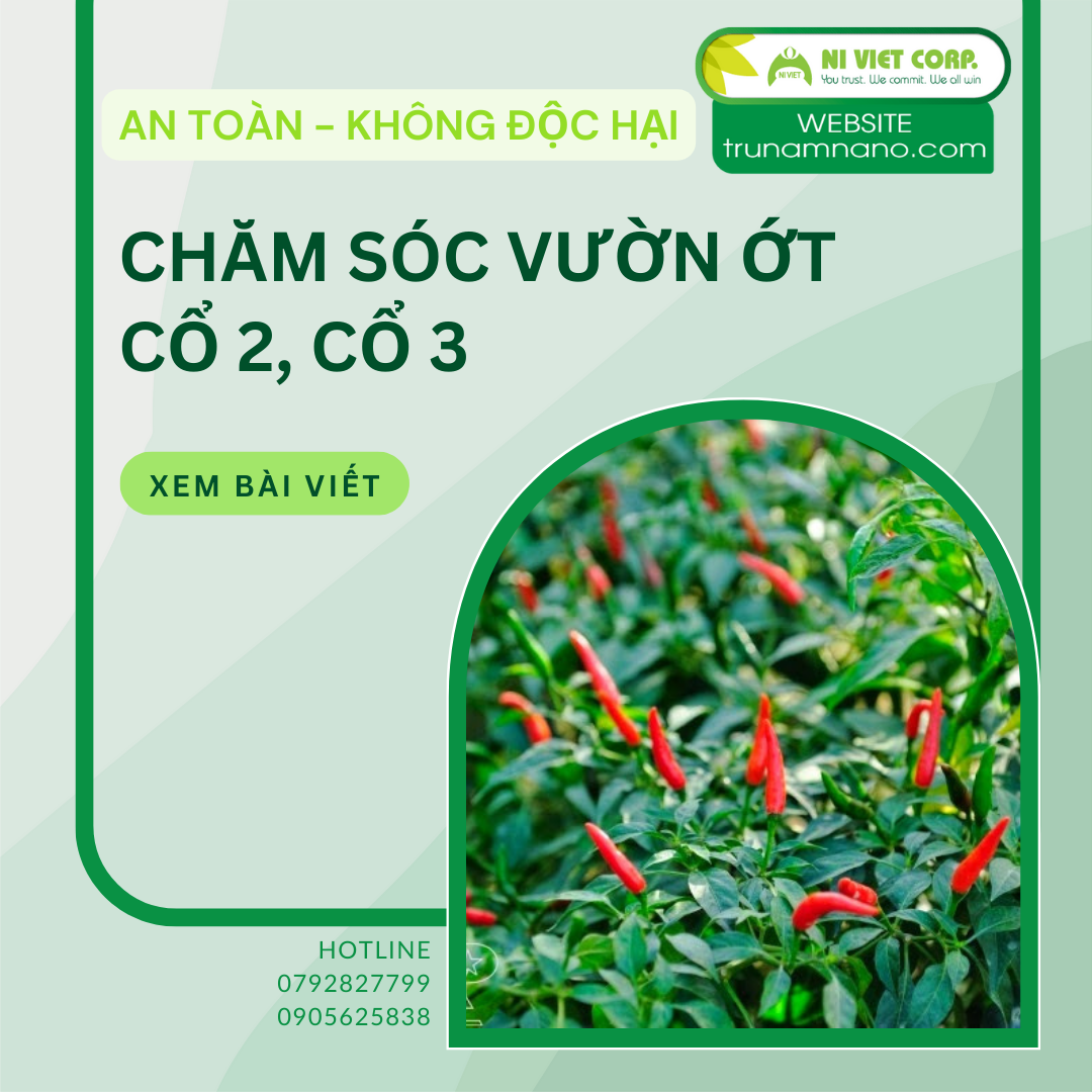 Chăm sóc vườn ớt cổ 2, cổ 3