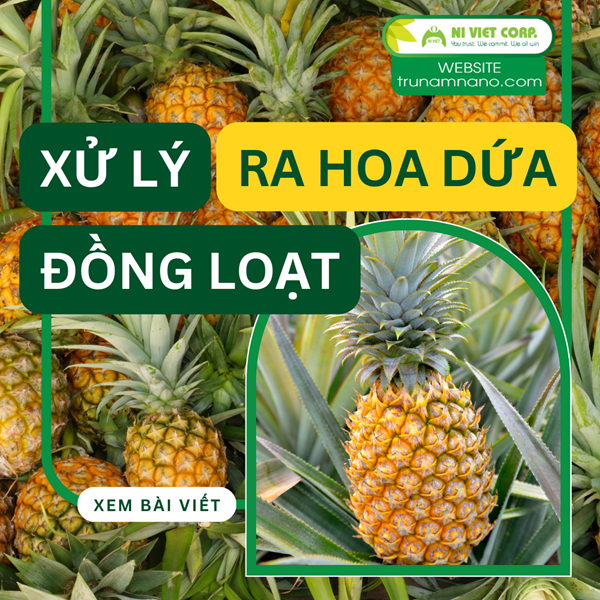 Hướng dẫn xử lý dứa (thơm, khóm) ra hoa đồng loạt