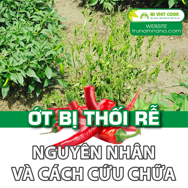 Ớt bị thối rễ - Nguyên nhân và cách cứu chữa