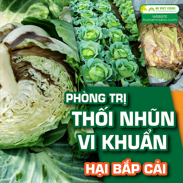 Phòng trị bệnh thối nhũn do vi khuẩn trên bắp cải và cây họ thập tự (cải thìa, cải bẹ, cải củ, cải ngọt, cải xoong, súp lơ trắng, bông cải xanh)