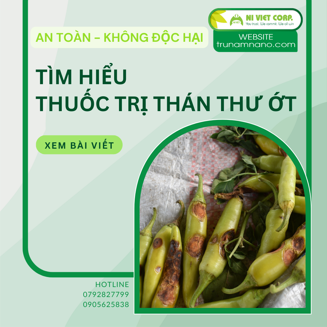 Thuốc trị thán thư ớt nào hiệu quả?