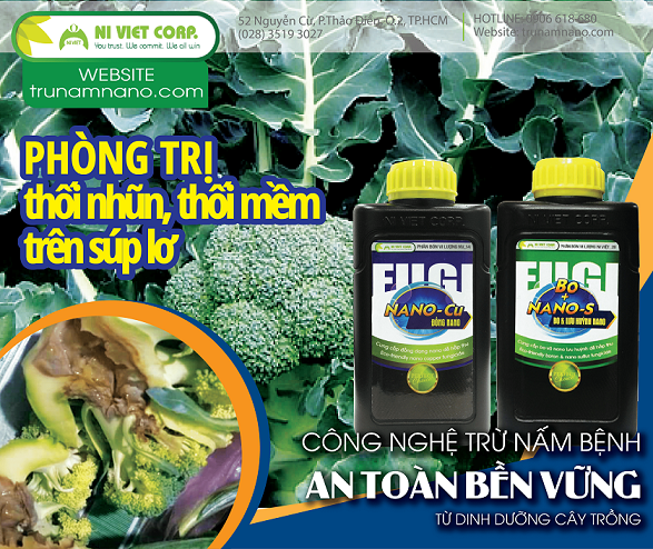 Phòng trị bệnh thối nhũn, thối mềm do nấm bệnh, vi khuẩn trên cây súp lơ