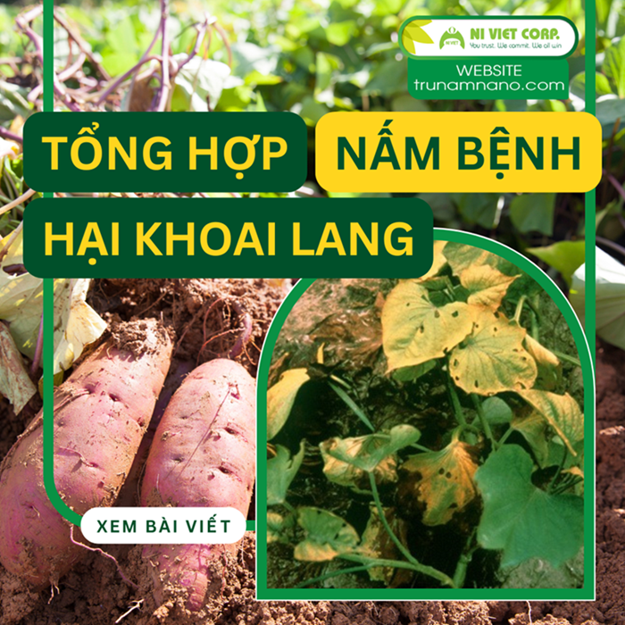 Tổng hợp bệnh hại khoai lang. Tác nhân, triệu chứng và đặc điểm gây hại