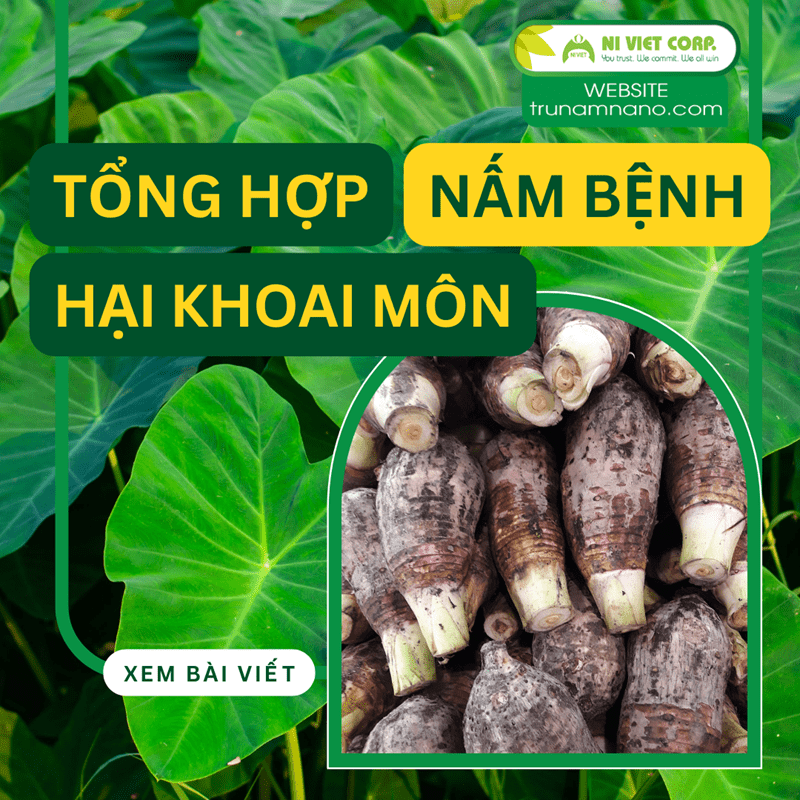 Tổng hợp bệnh hại khoai môn. Tác nhân, triệu chứng và đặc điểm gây hại