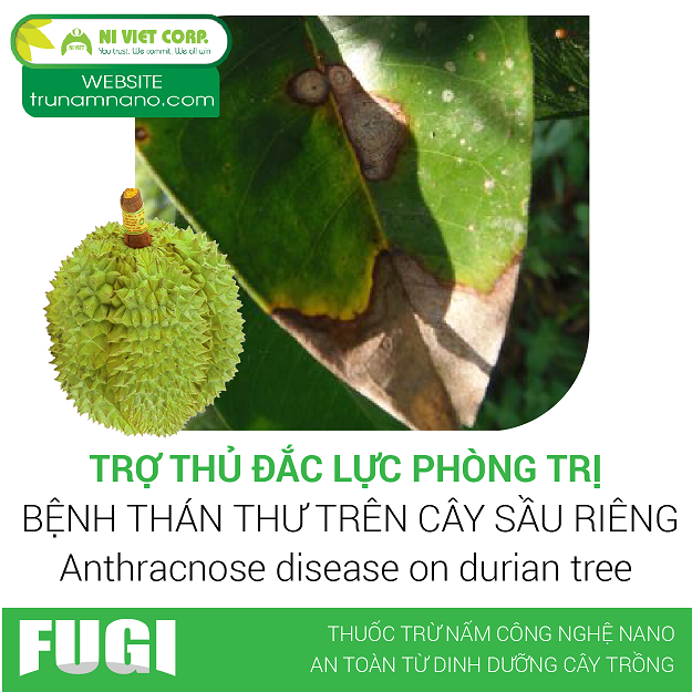 Trợ thủ đắc lực phòng trị bệnh thán thư trên cây sầu riêng