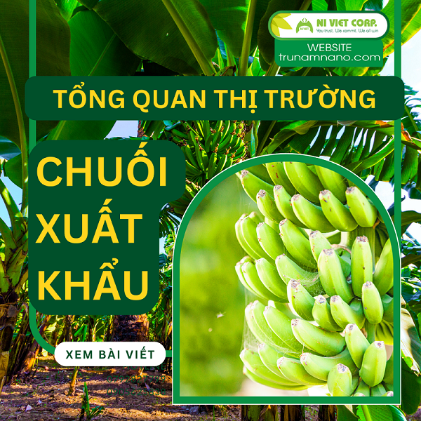 Tổng quan thị trường trồng chuối xuất khẩu triệu đô tại Việt Nam