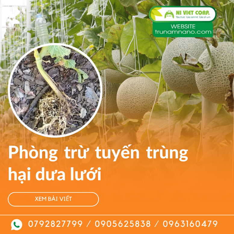 Tuyến trùng hại dưa lưới – Tác hại, dấu hiệu và cách phòng trị hiệu quả
