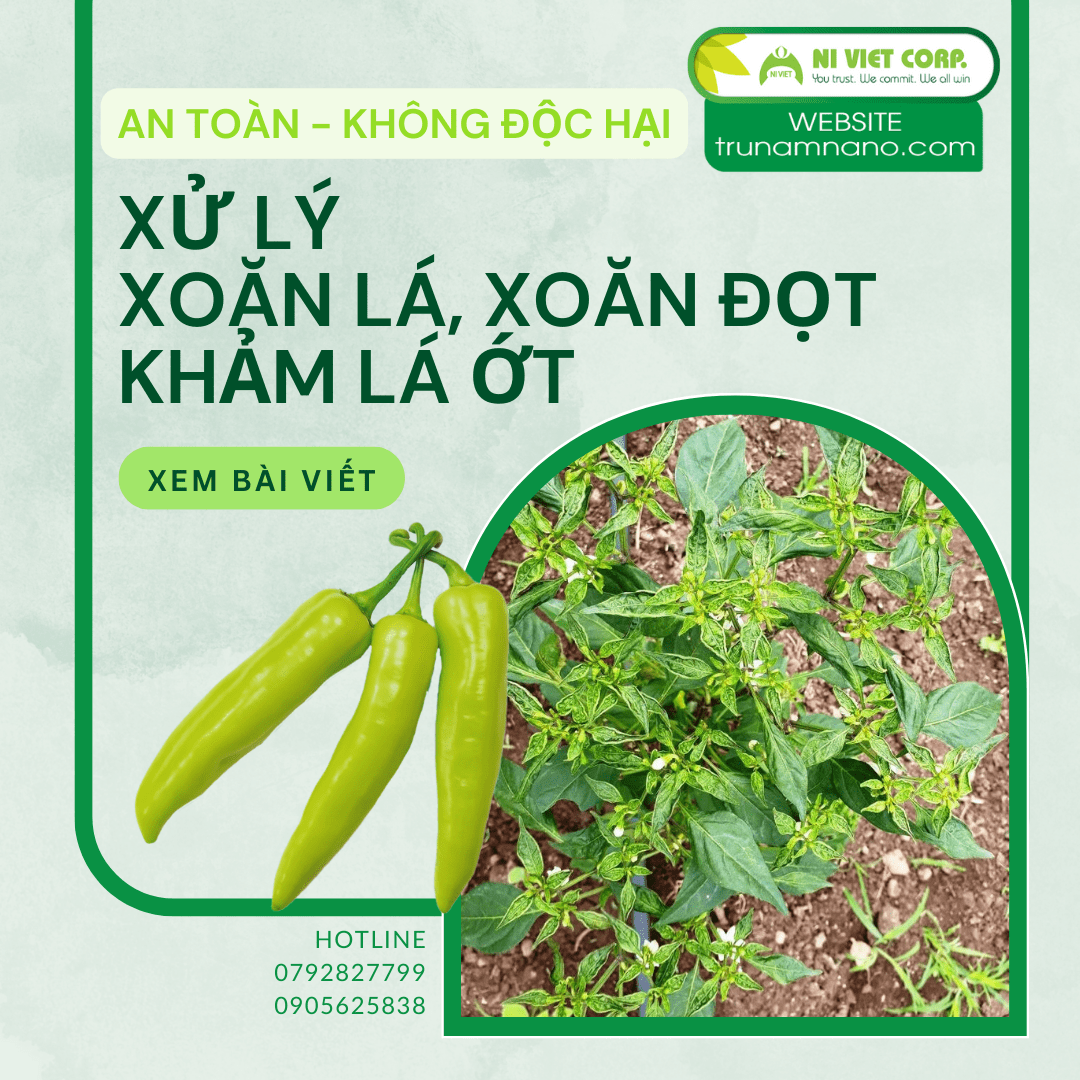 Xử lý hiện tượng cây ớt bị xoăn lá, xoăn đọt, khảm lá