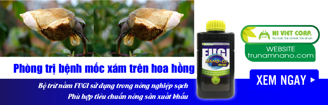 nano-dong-fugi-nano-cu-thuoc-phong-tri-benh-moc-xam-tren-hoa-hong